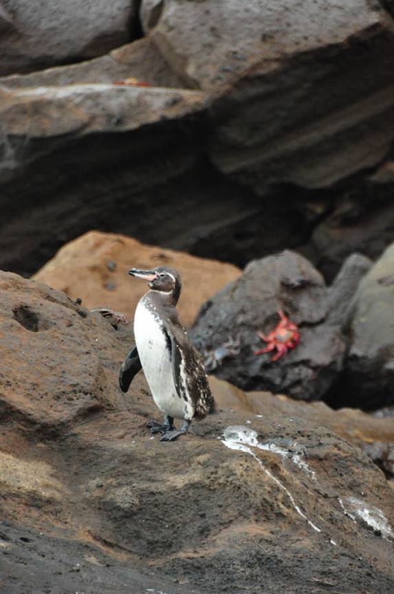 Pinguim e caranguejo socializam em Rocca Redonda, na Isla Isabel, em Galápagos